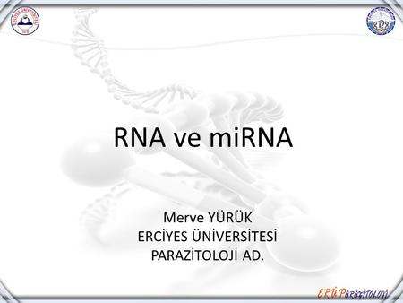 RNA ve miRNA Merve YÜRÜK ERCİYES ÜNİVERSİTESİ PARAZİTOLOJİ AD.