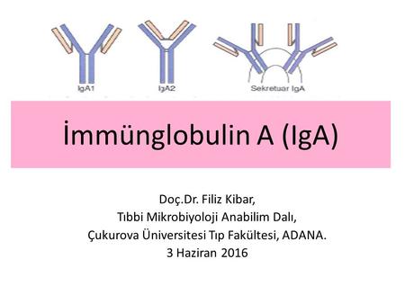 İmmünglobulin A (IgA) Doç.Dr. Filiz Kibar,