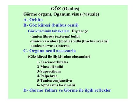 Görme organı, Oganum visus (visuale) A- Orbita