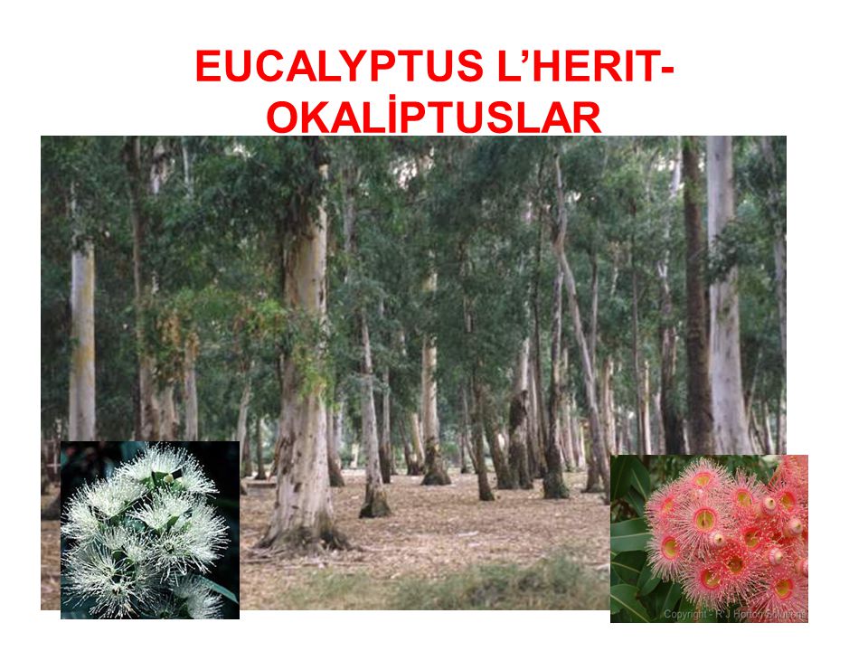 Eucalyptus L Herit Okaliptuslar Ppt Indir