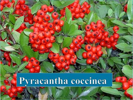 PYRACANTHA COCCİNEA Pyracantha coccinea.
