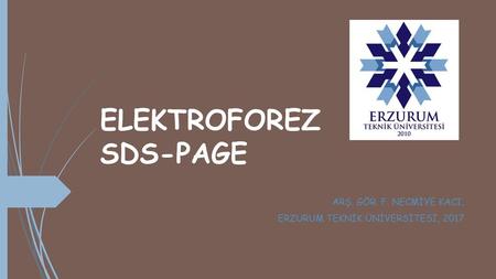 ELEKTROFOREZ SDS-PAGE