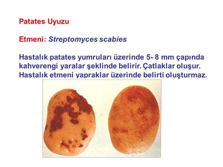 Patates Uyuzu Etmeni: Streptomyces scabies