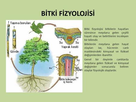 BİTKİ FİZYOLOJİSİ Bitki fizyolojisi bitkilerin hayatları süresince meydana gelen çeşitli hayati olay ve belirtilerini inceleyen bir bilimdir. Bitkilerde.