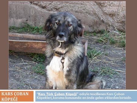 KARS ÇOBAN KÖPEĞİ “Kars Türk Çoban Köpeği” adıyla tescillenen Kars Çoban Köpekleri, koruma konusunda en önde gelen ırklardan birisidir.