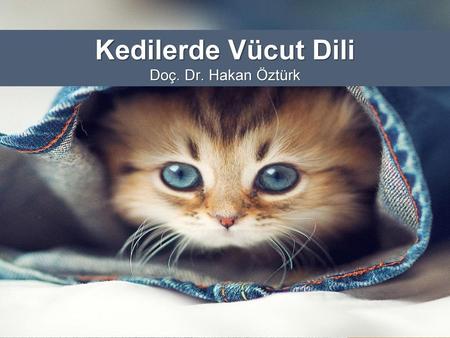 Kedilerde Vücut Dili Doç. Dr. Hakan Öztürk