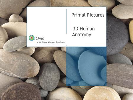Primal Pictures 3D Human Anatomy