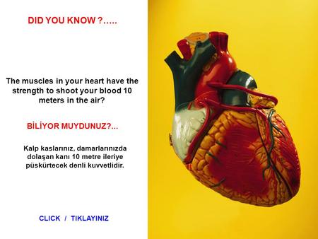 DID YOU KNOW ?….. The muscles in your heart have the strength to shoot your blood 10 meters in the air? BİLİYOR MUYDUNUZ?... Kalp kaslarınız, damarlarınızda.