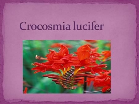 Crocosmia lucifer.