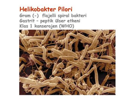Helikobakter Pilori Gram (-) flajelli spiral bakteri Gastrit – peptik ülser etkeni Klas 1 kanserojen (WHO)