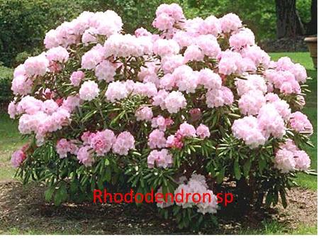 Rhododendron sp..