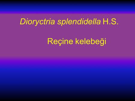 Dioryctria splendidella H.S. Reçine kelebeği
