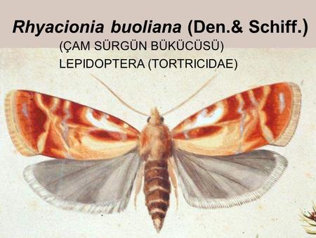 Rhyacionia buoliana (Den.& Schiff.)