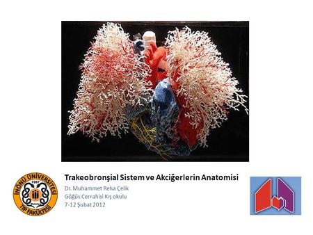 Trakeobronşial Sistem ve Akciğerlerin Anatomisi