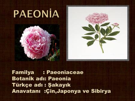 PAEONİA Familya : Paeoniaceae Botanik adı: Paeonia