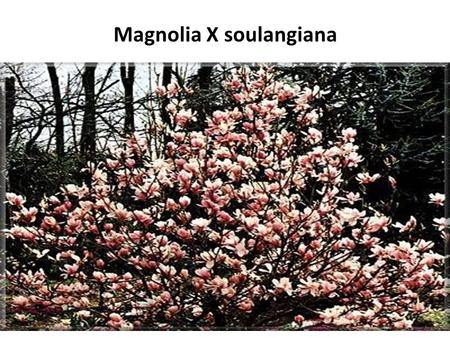 Magnolia X soulangiana