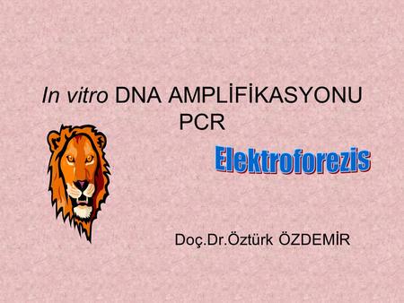 In vitro DNA AMPLİFİKASYONU PCR