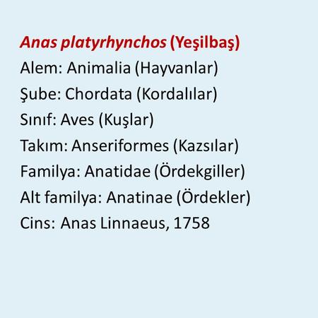 Anas platyrhynchos (Yeşilbaş) Alem: Animalia (Hayvanlar) Şube: Chordata (Kordalılar) Sınıf: Aves (Kuşlar) Takım: Anseriformes (Kazsılar) Familya: Anatidae.