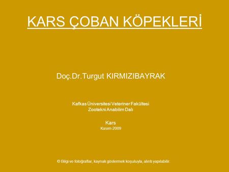 KARS ÇOBAN KÖPEKLERİ Doç.Dr.Turgut KIRMIZIBAYRAK Kars