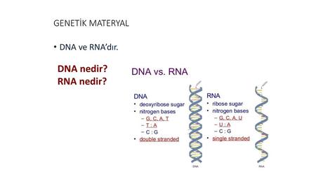 GENETİK MATERYAL DNA ve RNA’dır. DNA nedir? RNA nedir?