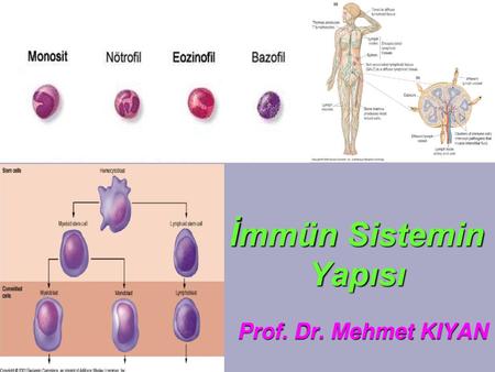 İmmün Sistemin Yapısı Prof. Dr. Mehmet KIYAN.