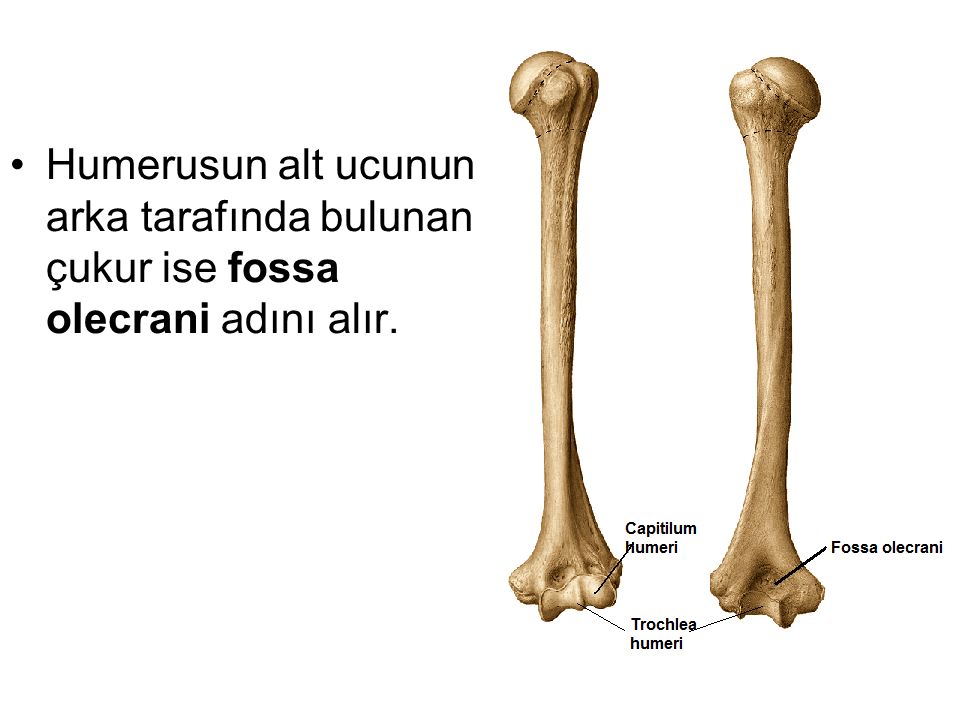 Плечевая кость латынь. Fossa olecrani кость. Fossa radialis Humeri. Crista tuberculum Minoris плечевой кости. Foramen nutricium плечевая кость.