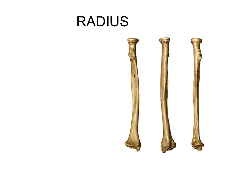 Кости 4 буквы. Лучевая кость. Radius кость. Radius анатомия. Лучевая кость анатомия человека.