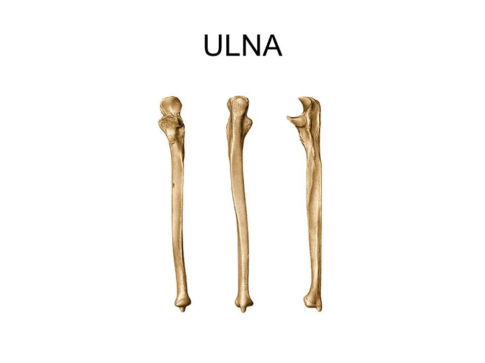 Локтевая кость. Локтевая кость кость. Ulna кость анатомия. Лучевая кость (Radius).