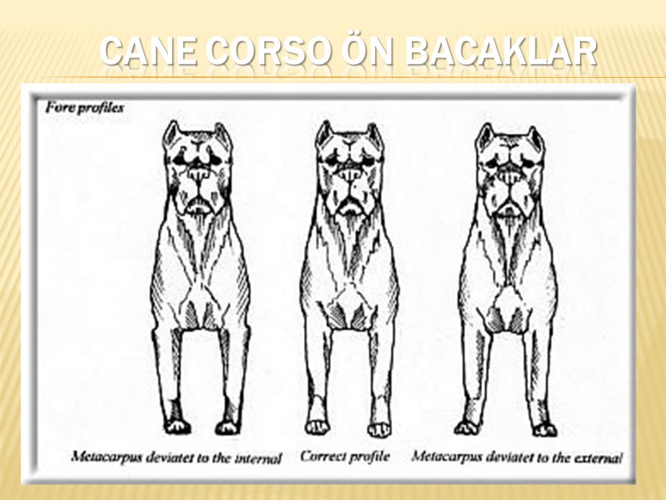 Стандарт породы. Кане Корсо стандарт породы FCI. Кане Корсо передние лапы размет. Размет лап Кане Корсо. Кане Корсо размет передних.