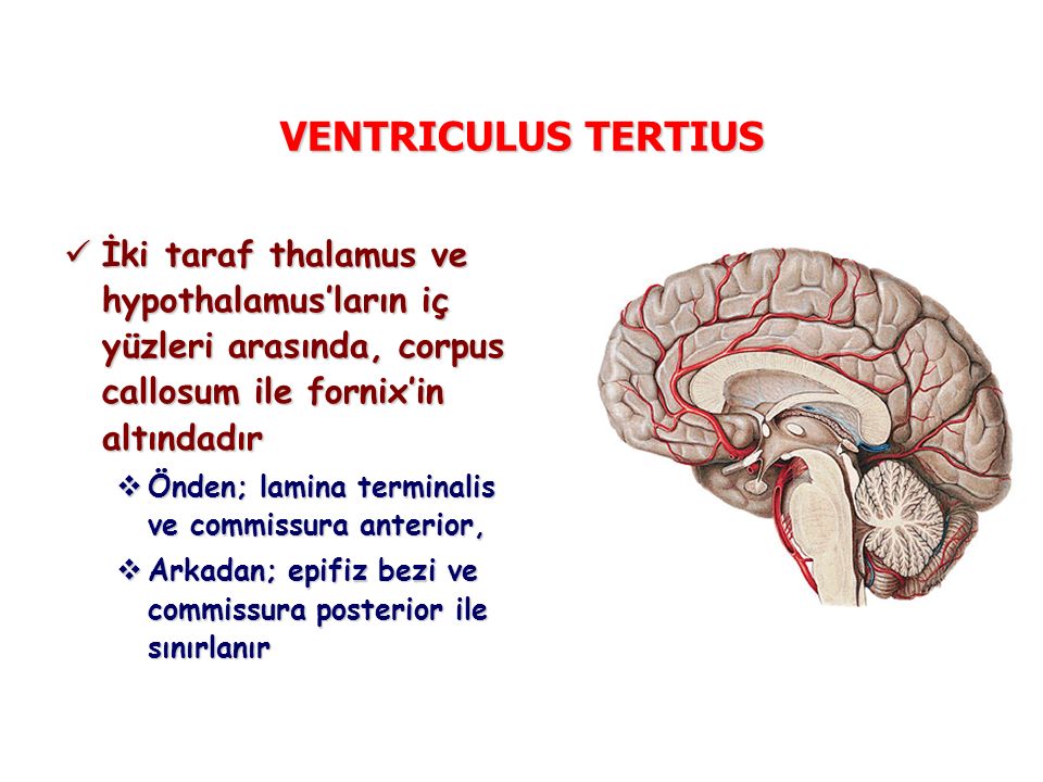 VENTRICULUS TERTIUS İki taraf thalamus ve hypothalamus’ların iç yüzleri arasında, corpus callosum ile fornix’in altındadır.