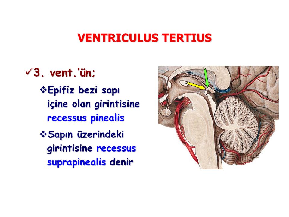 VENTRICULUS TERTIUS 3. vent.’ün;