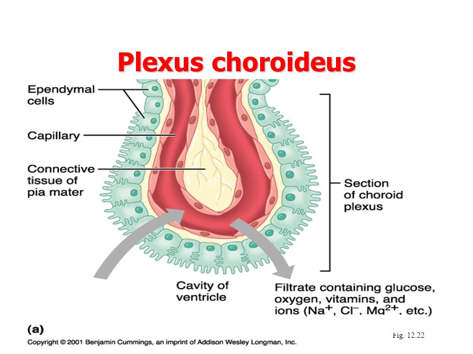 Plexus choroideus Fig