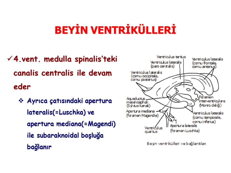 BEYİN VENTRİKÜLLERİ 4.vent. medulla spinalis’teki canalis centralis ile devam eder.