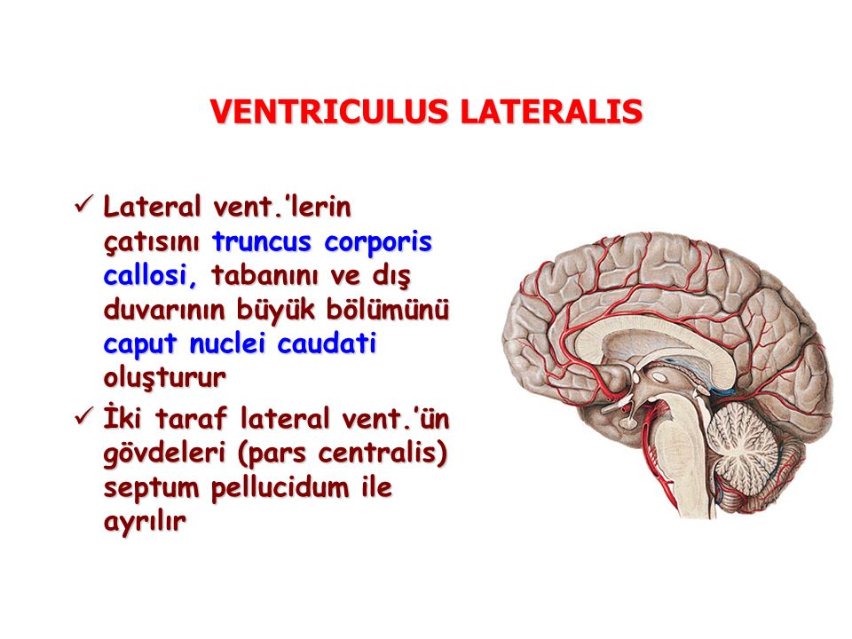 VENTRICULUS LATERALIS