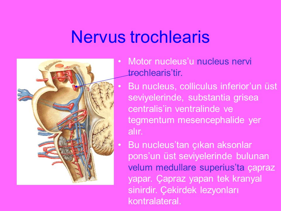 Nervus trochlearis Motor nucleus’u nucleus nervi trochlearis’tir. 