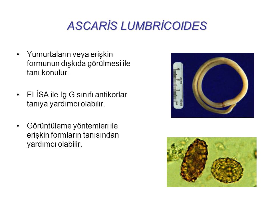 Ascaris petesejtek fejlődnek ki - Hogyan kell tablettákat használni férgek számára
