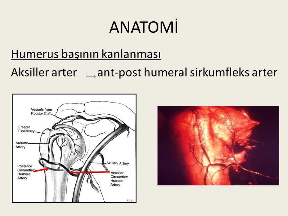ANATOMİ Humerus başının kanlanması Aksiller arter ant-post humeral sirkumfleks arter