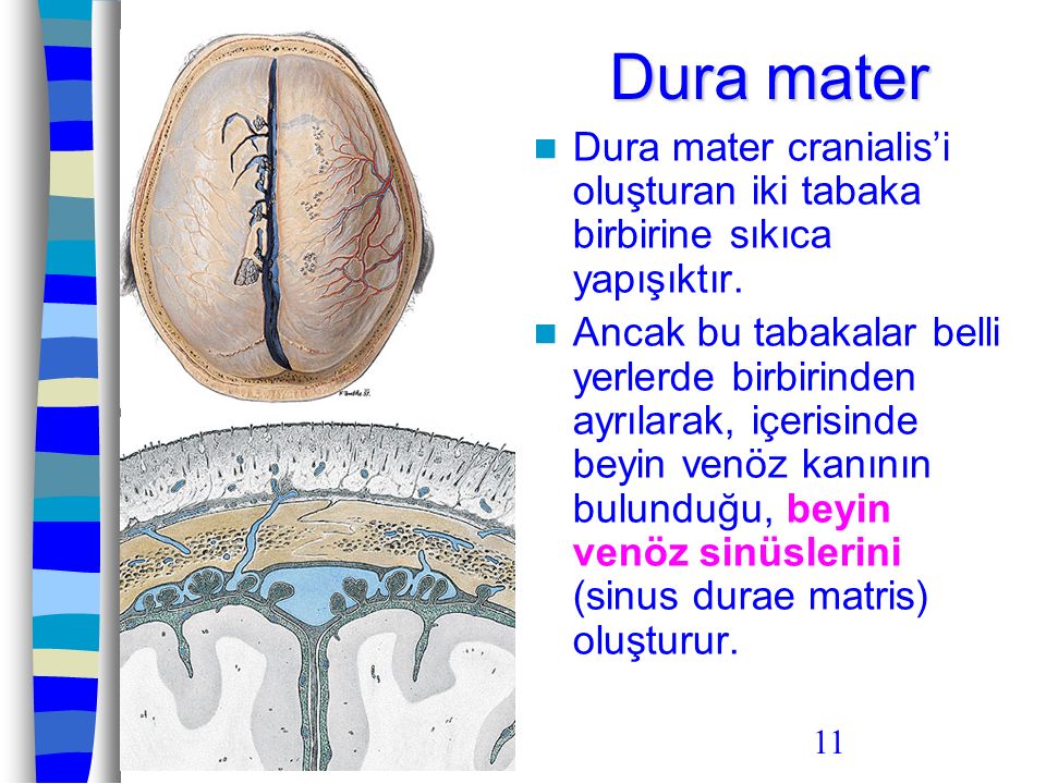 Dura mater Dura mater cranialis’i oluşturan iki tabaka birbirine sıkıca yapışıktır.