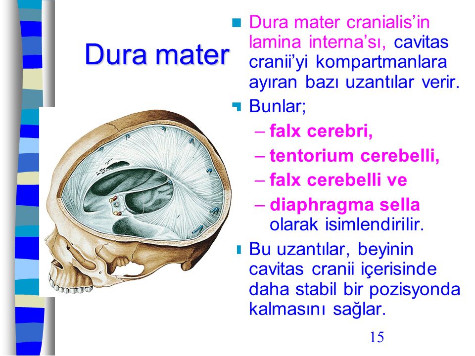 Dura mater cranialis’in lamina interna’sı, cavitas cranii’yi kompartmanlara ayıran bazı uzantılar verir.