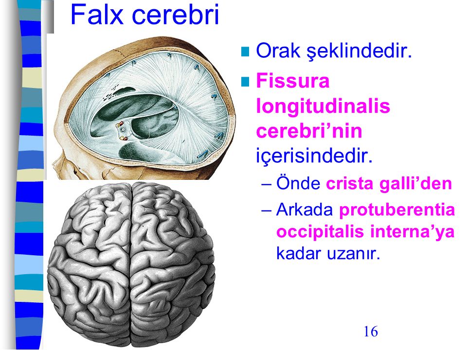 Falx cerebri Orak şeklindedir.