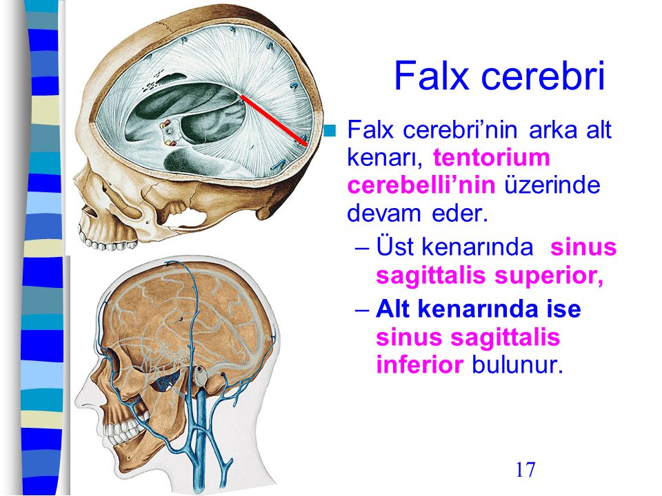 Falx cerebri Falx cerebri’nin arka alt kenarı, tentorium cerebelli’nin üzerinde devam eder. Üst kenarında sinus sagittalis superior,