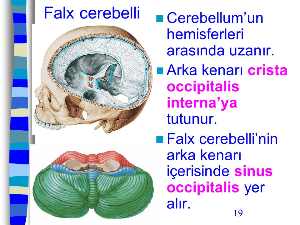 Falx cerebelli Cerebellum’un hemisferleri arasında uzanır.