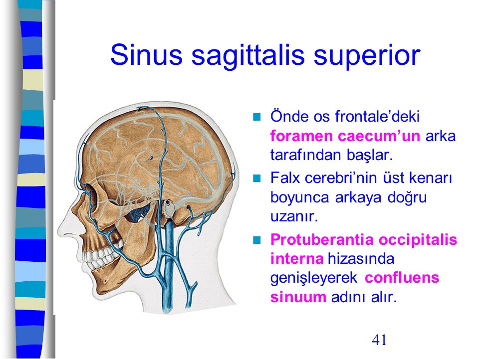 Sinus sagittalis superior