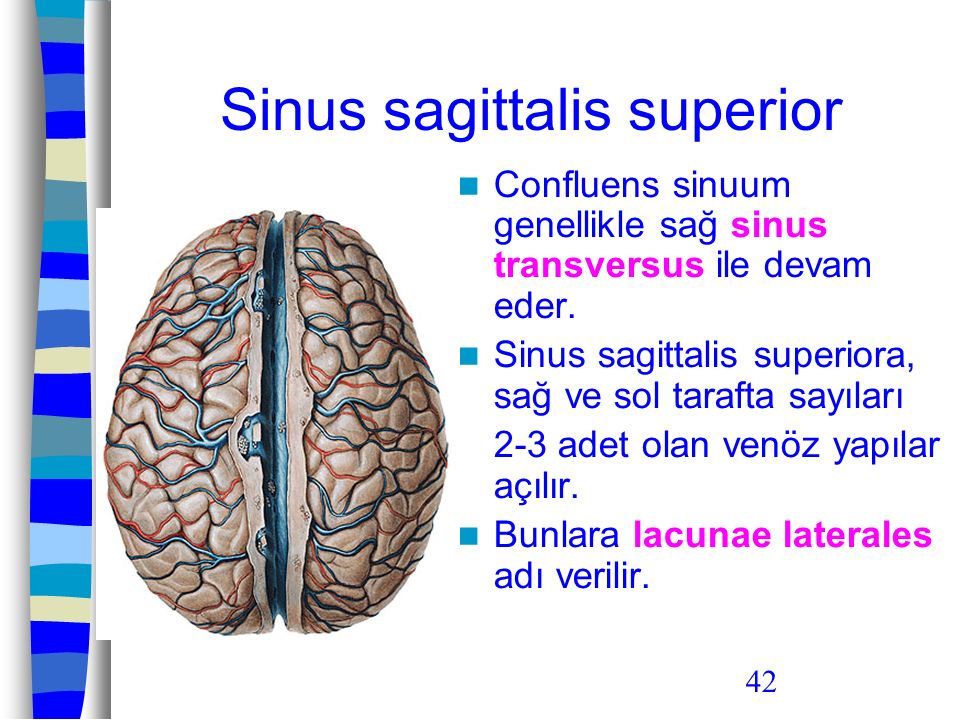 Sinus sagittalis superior