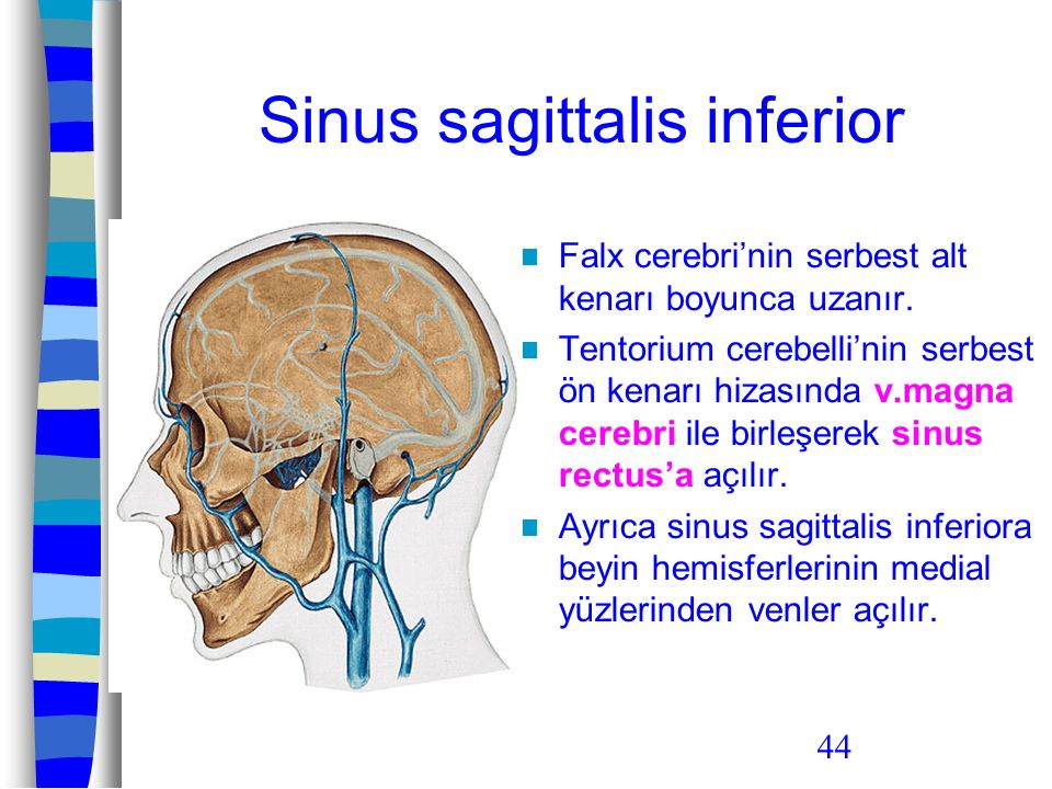Sinus sagittalis inferior