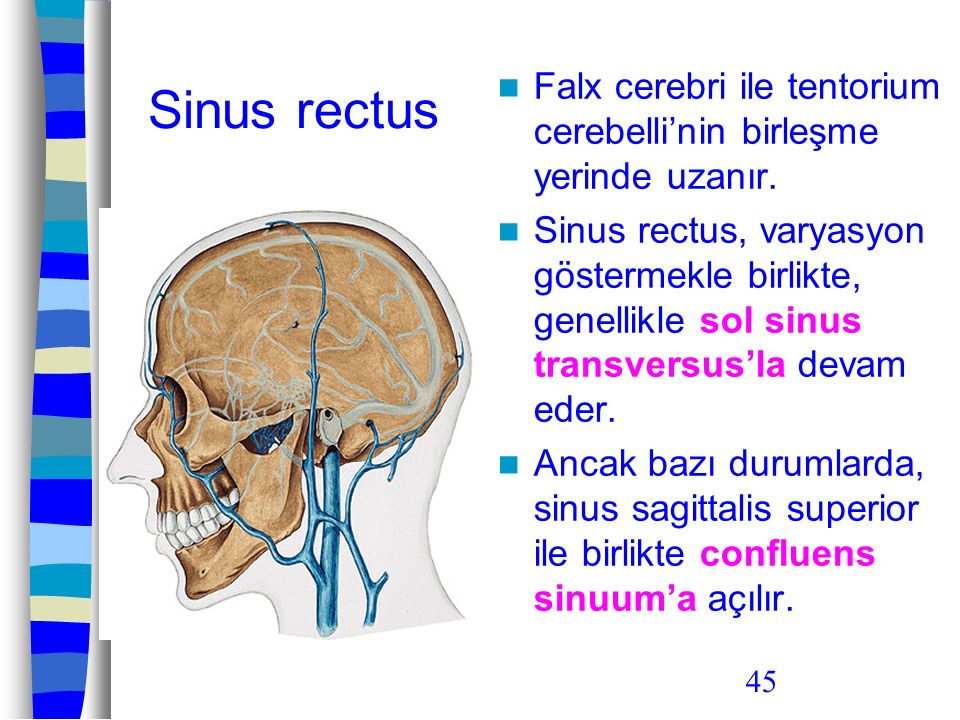 Sinus rectus Falx cerebri ile tentorium cerebelli’nin birleşme yerinde uzanır.