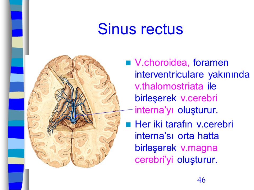 Sinus rectus V.choroidea, foramen interventriculare yakınında v.thalomostriata ile birleşerek v.cerebri interna’yı oluşturur.