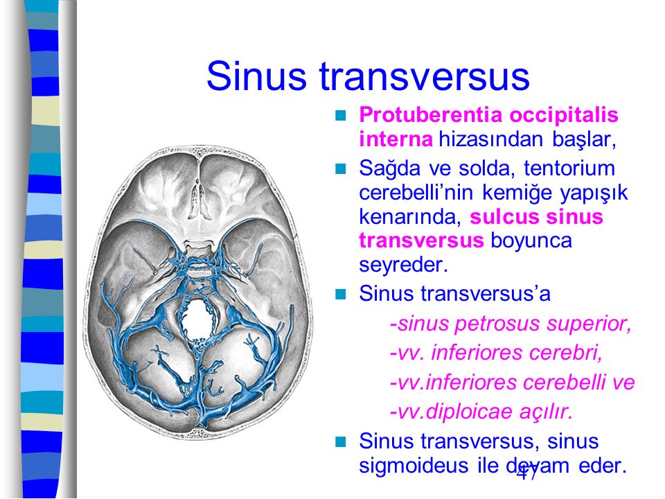 Sinus transversus Protuberentia occipitalis interna hizasından başlar,