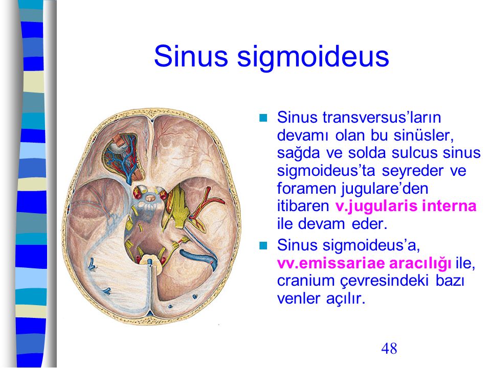 Sinus sigmoideus