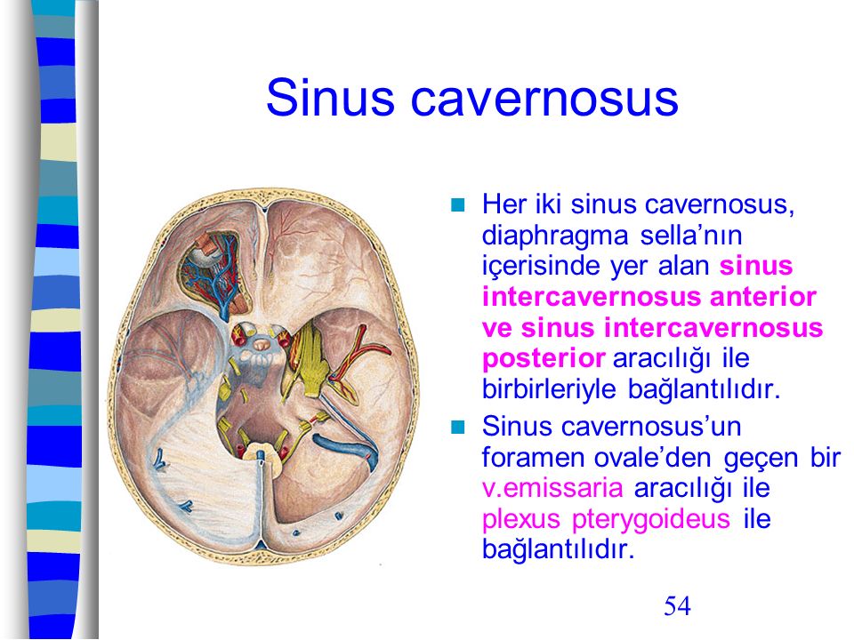 Sinus cavernosus